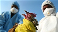 Bird flu outbreak