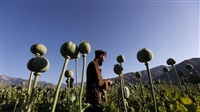 Taliban bans opium