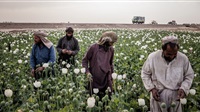 In Hard Times, Afghan