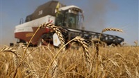 India Bans Wheat