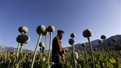 Taliban bans opium