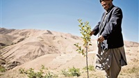 Charity saplings